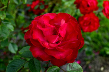Red roses in a natural environment. Beautiful representatives of roses. Three buds of burgundy flowers grow in the botanical garden in summer. 