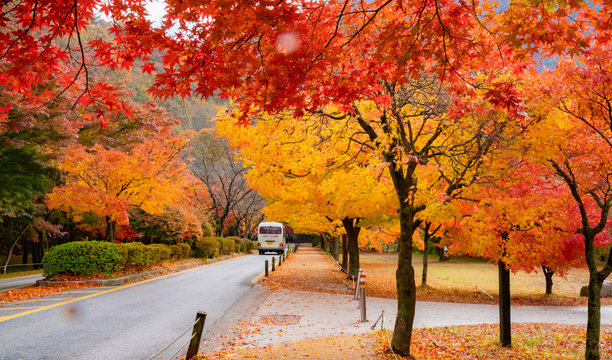 단풍이 아름다운 가을 풍경 Stock Photo | Adobe Stock