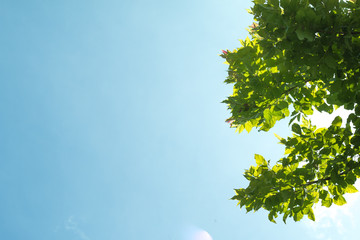 Green tropical leaves on blue sky background