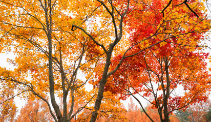 단풍이 아름다운 가을 풍경
