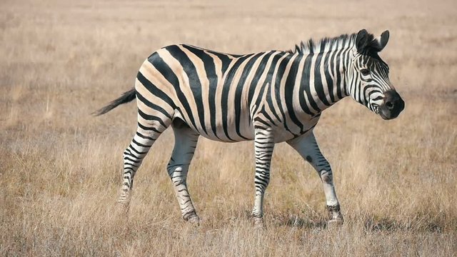 Nice African zebra eating rusty grass in Askania-Nova steppe in summer 