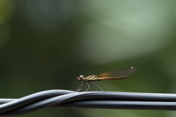 Close up of small beautiful dragonfly, They are the best mosquito killer in nature