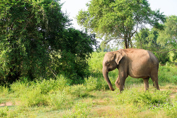 Fototapeta na wymiar Single elephant inside the udawalawe national park, Sri Lanka