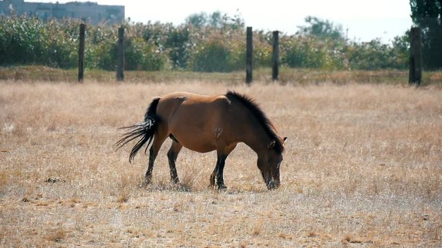 Przewalski horse grazing yellow grass in Askania-Nova steppes in summer 
