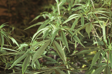 Indoor marijuana plant closeup in growbox