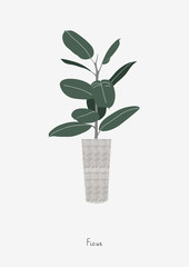 Graphic print of Ficus Tree. Poster in Scandinavian style