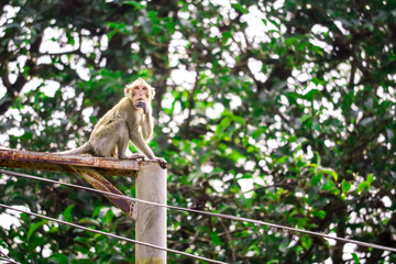 Obraz premium Jungle monkeys are climbing electric poles to look for lace and fruit falling on floor