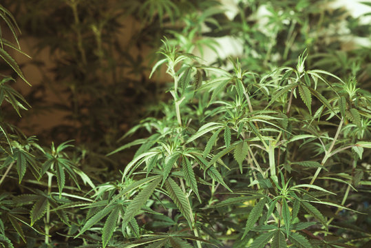 Indoor marijuana plant closeup in growbox