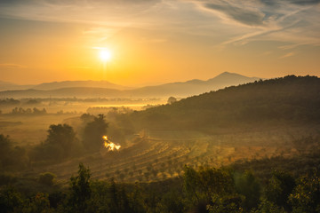 Foggy morning in Hutovo Blato Nature Park, Bosnia and Hercegovina
