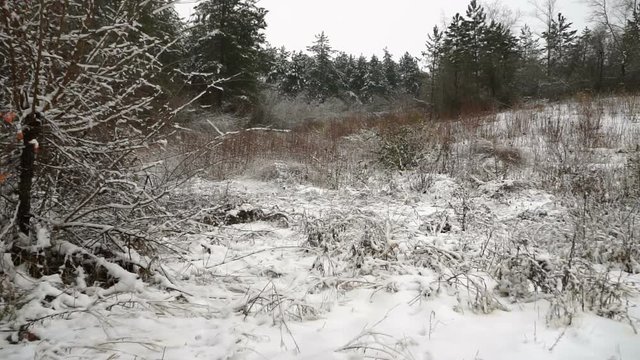 First Snow On The Forest Trees, Winter Driving Plate.Driving side view on the first snow of winter on a beautiful forest road . Gimbal steadicam.