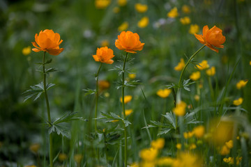 Obraz premium Incredible nature of Kazakhstan (Central Asia)