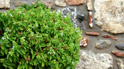 Fresh Basil Organic Vegetable With Stone Walls
