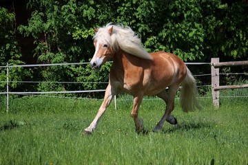 Naklejka na ściany i meble beautiful haflinger horse is running on the paddock in the sunshine