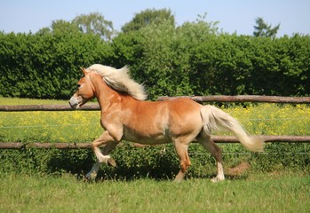 beautiful haflinger horse is running on the paddock in the sunshine