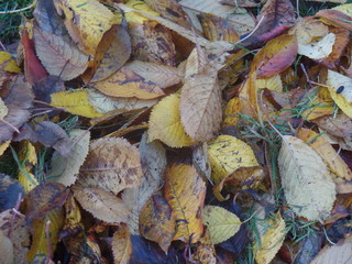 Fallen leaves in autumn