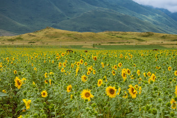 Fototapeta premium Incredible nature of Kazakhstan (Central Asia)