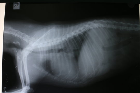 X-ray picture of thoracic and abdominal cavity by miniature Pinscher