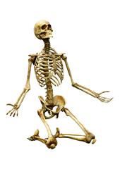 3D Rendering Human Skeleton on White