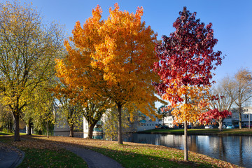 Residential neighborhood landscape with trees in autumn