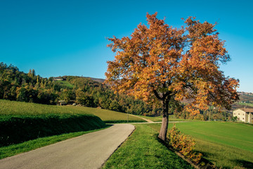 Typical Fall landscape in the Northern Apennines with oak and rural road. Bologna province, Emilia Romagna, italy.