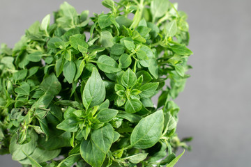 green basil leaves close-up in a kitchen