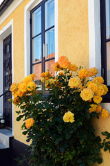 Fototapeta na wymiar gelbe rosen in der Altstadt von Simrishamn