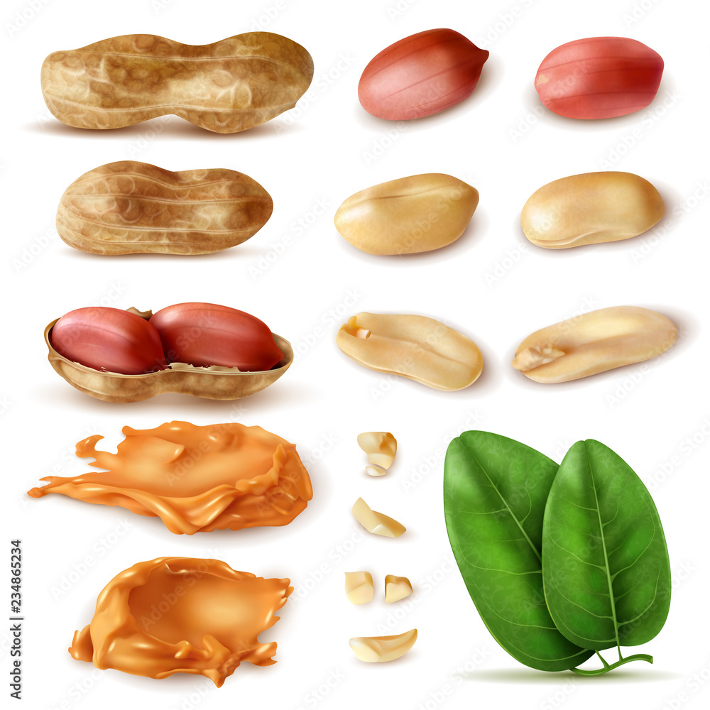 Wall mural peanut beans realistic set