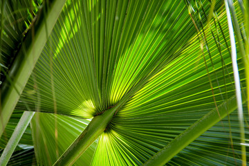Detail eines Palmenblatt