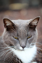 Katze, Stubentieger, Schmusekater 