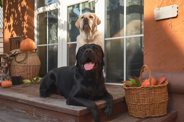  Black and white Labradors sit on the porch of a cozy country house with baskets of pumpkins and...