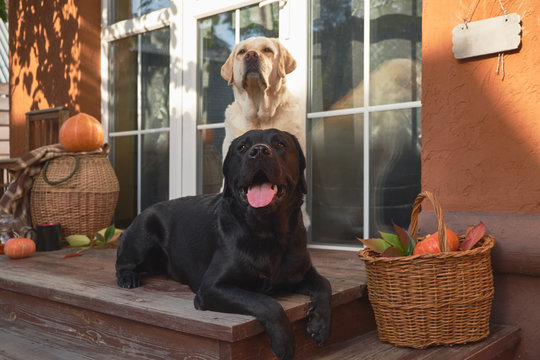  Black and white Labradors sit on the porch of a cozy country house with baskets of pumpkins and autumn leaves. Autumn landscape in the open air.  Halloween and Thanksgiving decoration.