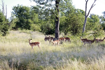 Antilope