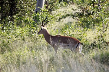 Antilope