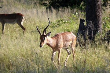 Antilope