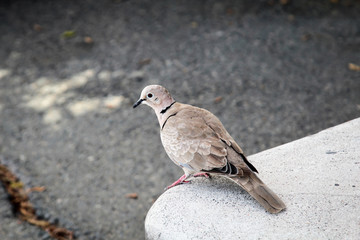 Portrait einer Taube