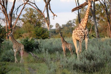 Giraffe