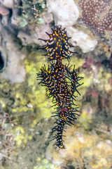 Ghost pipefish off coast of Bali