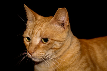 Katze, Stubentieger, Schmusekater 