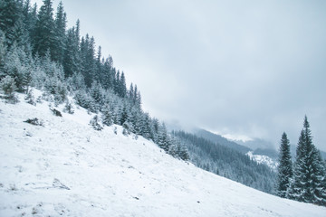Beautiful winter landscape with snow covered trees