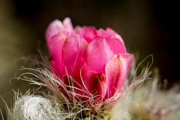 Kakteendetails, Kaktusblüte