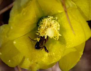 Kakteendetails, Kaktusblüte