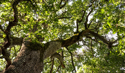 Fototapeta premium árbol grande verde ramas muchas hojas