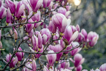 Fototapeta premium Saucer Magnolia in early spring