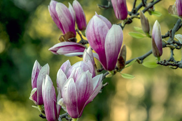 Saucer Magnolia in early spring