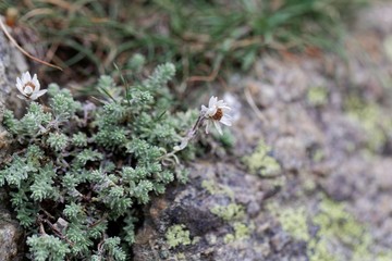 Flowers of Helicrysum frigidum on a rock substrate