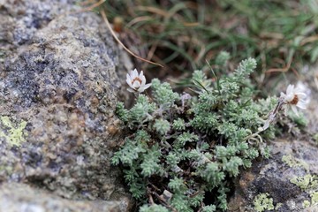 Flowers of Helicrysum frigidum on a rock substrate