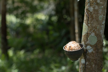 Tapping sap from the rubber tree