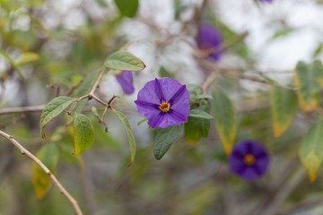 Paraguay nightshade (Lycianthes rantonnetii)