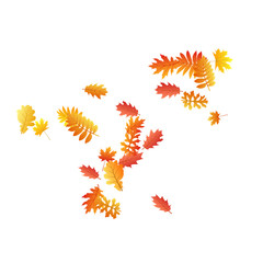 Oak, maple, wild ash rowan leaves vector, autumn foliage on white background.