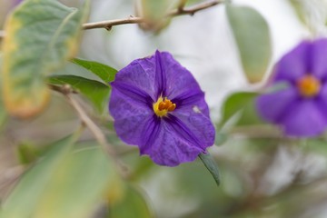 Paraguay nightshade (Lycianthes rantonnetii)
